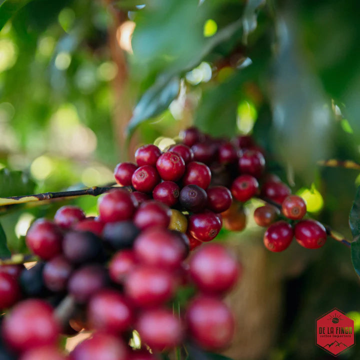 Brazil Fazenda Vila Boa