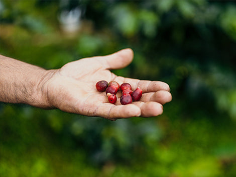 Guatemala Alfredo Ramirez Los Pinos Lot #2