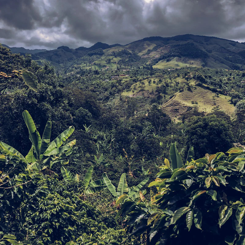 Colombia Excelso  EA Sugar Cane Decaf