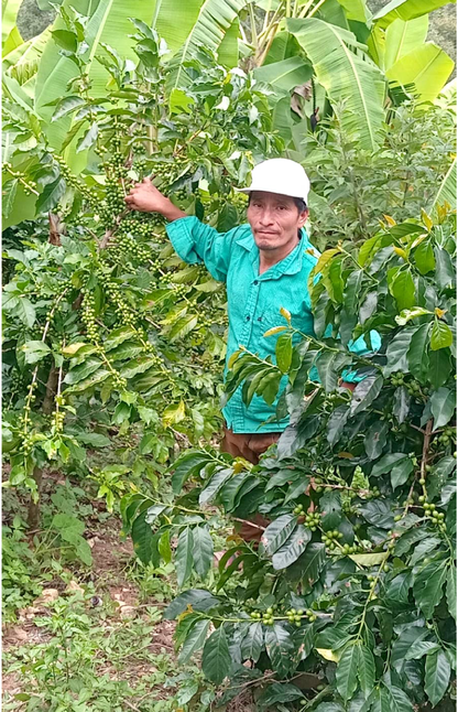Guatemala Alfredo Ramirez Los Pinos Lot #2