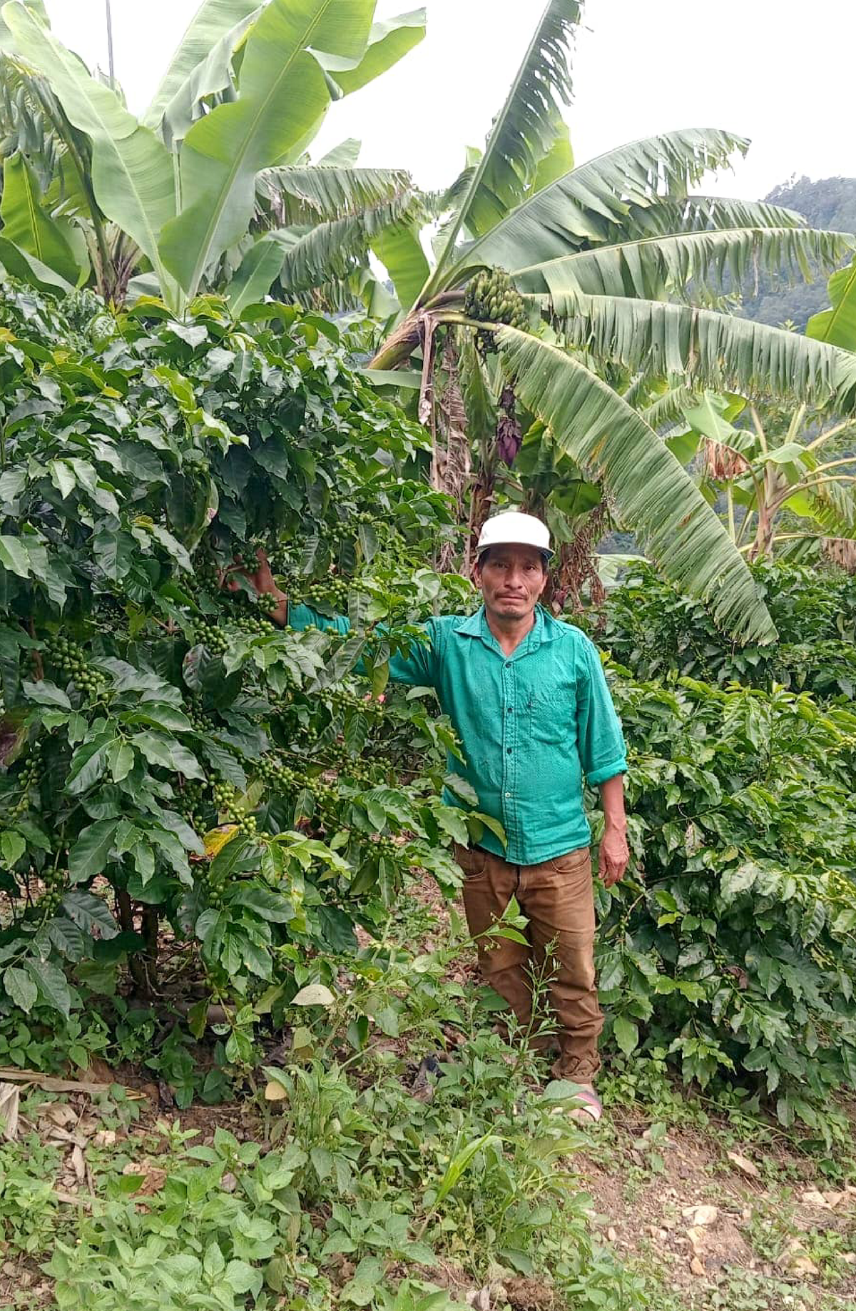 Guatemala Alfredo Ramirez Los Pinos Lot #2