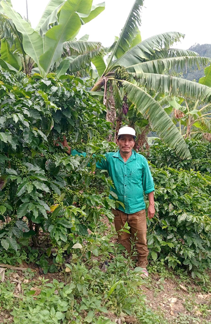 Guatemala Alfredo Ramirez Los Pinos Lot #2