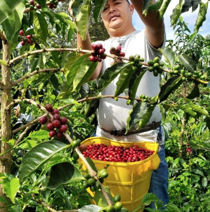 1st Anniversary Colombia Honey process Gesha