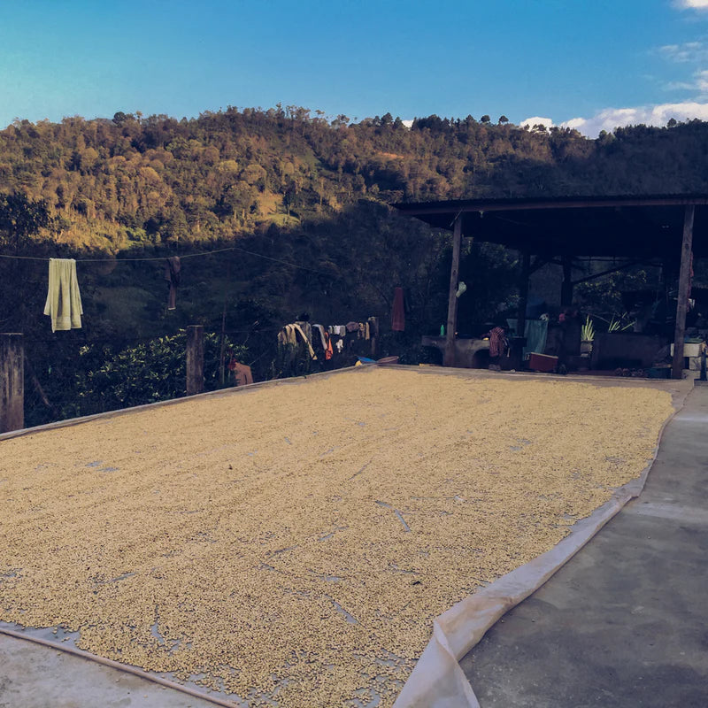 Guatemala Huehuetenango El Sauco