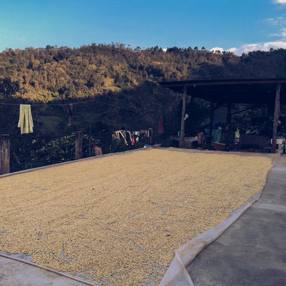 Guatemala Huehuetenango El Sauco