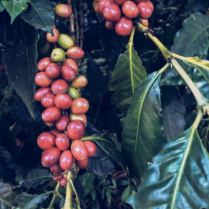 Colombia Excelso  EA Sugar Cane Decaf
