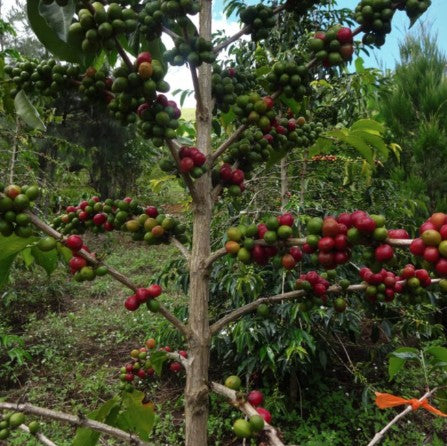 Papua New Guinea Arufa AX Natural