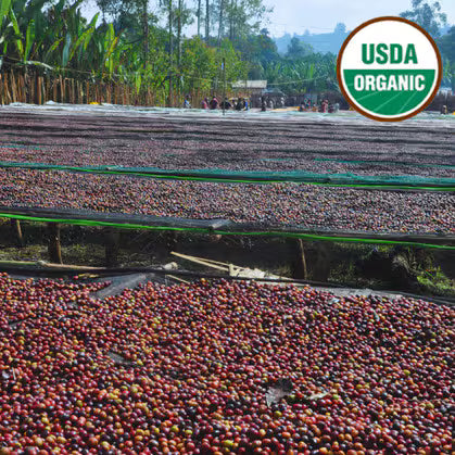 Ethiopia Organic Yirgacheffe Chelchele