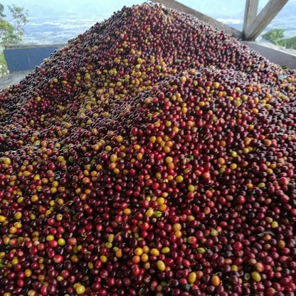 Colombia Caturra Syrup