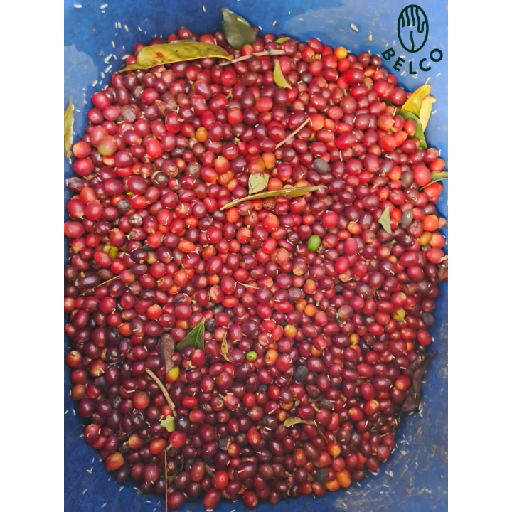 Colombia Finca El Marchito 120 Hour Anaerobic Washed