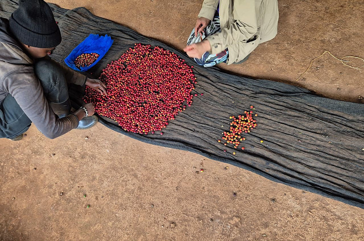 Kenya Natural Ndiaini Factory